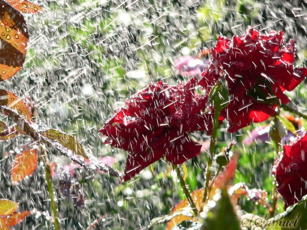 Дождливое утро