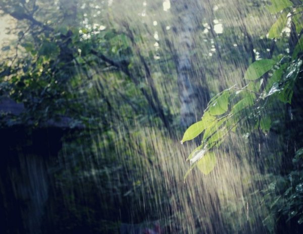 Летний дождь