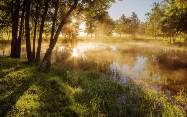 Летнее утро