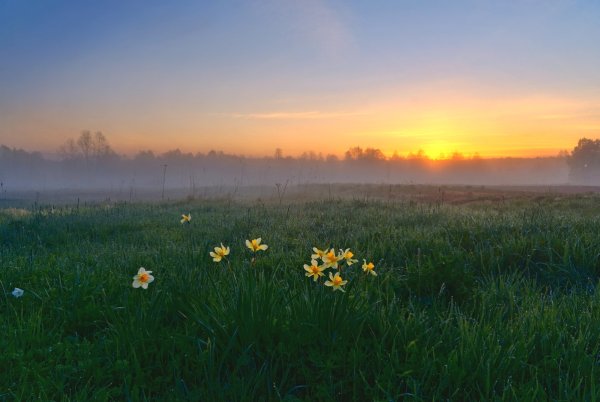 Природа рассвет роса