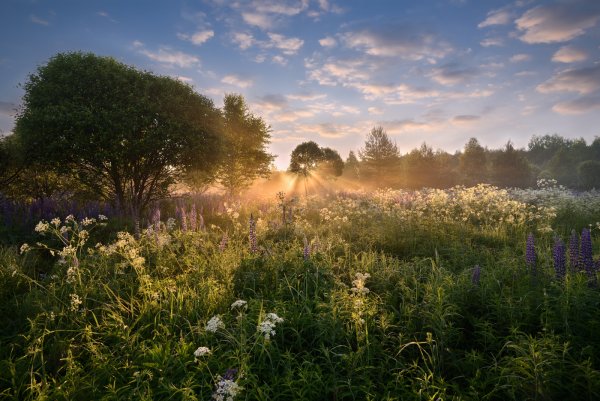 Летнее утро