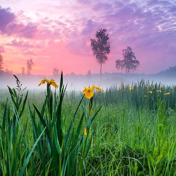 Летнее утро в деревне