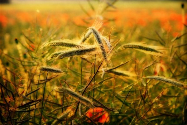 Конец августа