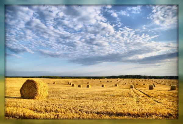 Август природа