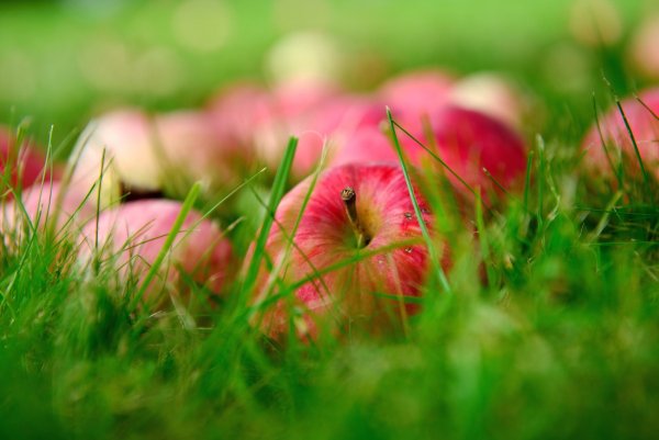 Лето август