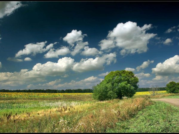 Июль пейзаж