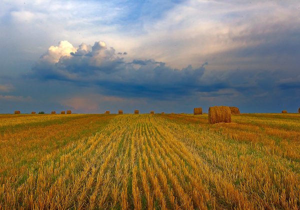 Пейзаж поле