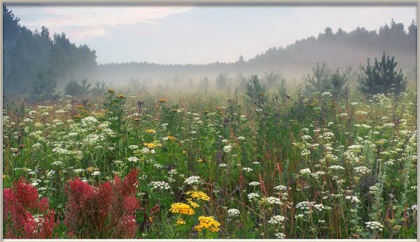 Июльские травы