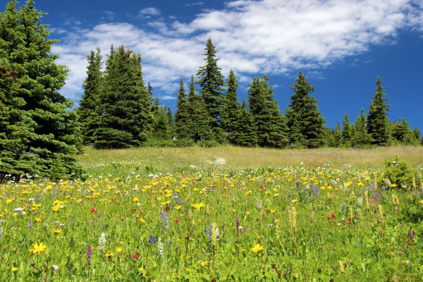 Солнечный пейзаж