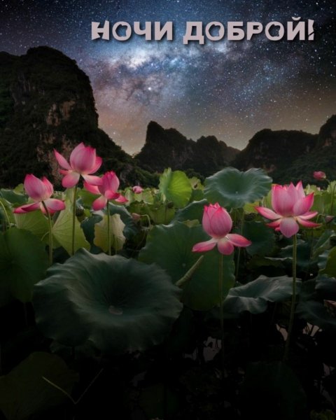 Спокойной ночи лето
