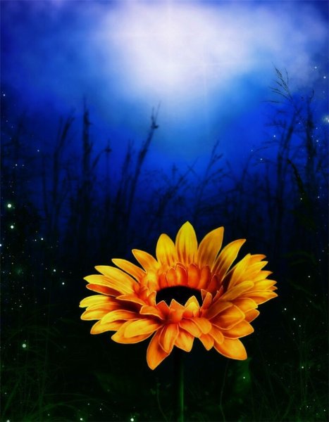 Спок летней ночи