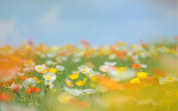 Пейзаж в зелёно-оранжевом