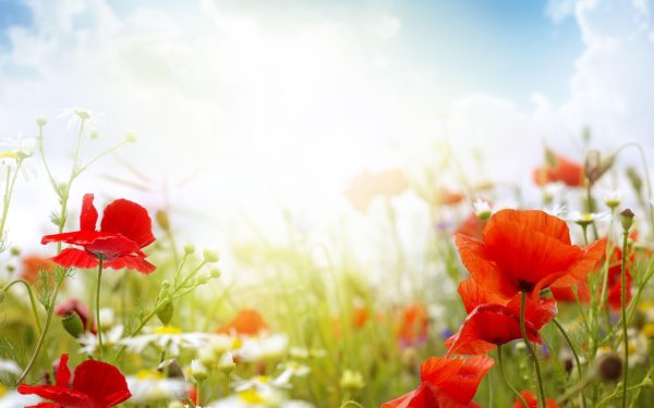 Фон лето горизонтальный