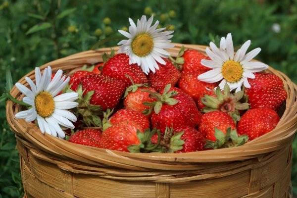 Земляника щедрая