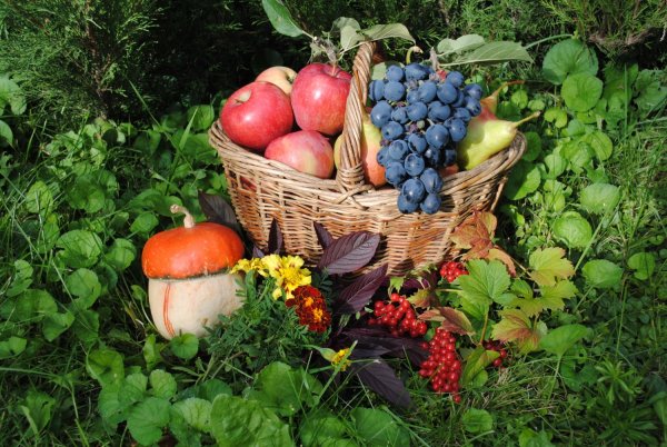 Грибы и ягоды