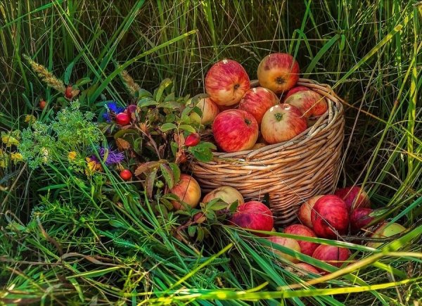 Яблоки на природе
