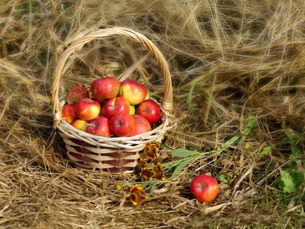 Августовские яблоки