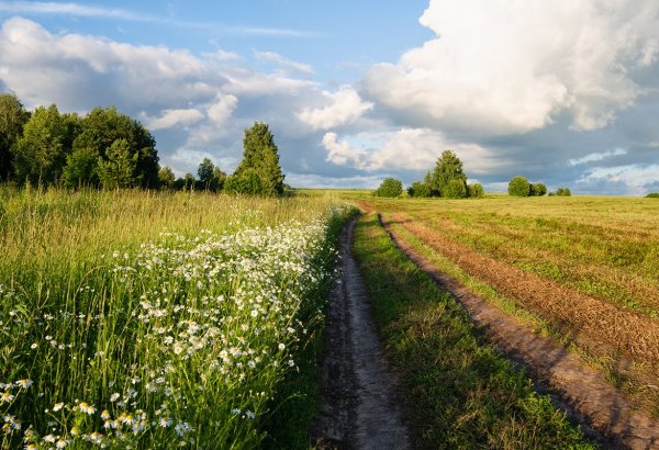 Природа русское поле