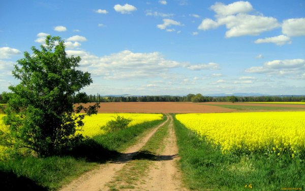 Природа поле дорога