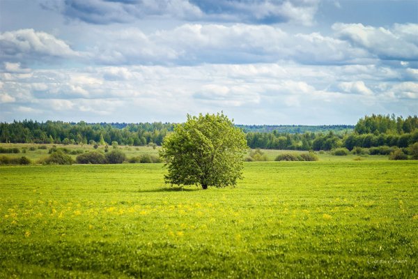 Лес поле лето Владимирская область
