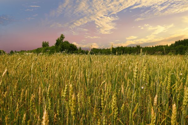 Висловка Самарская область поля пшеничные