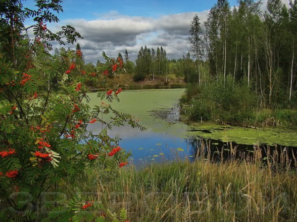 Август природа рябина