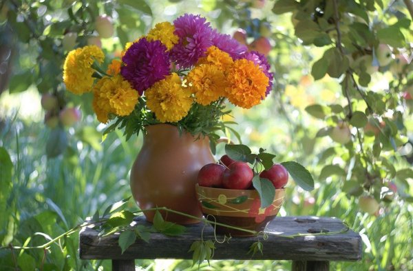 Палисадник август золотые шары астры гладиолусы георгины