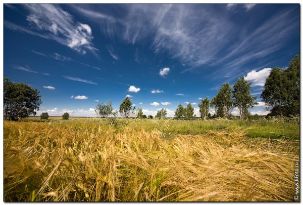 Природа русское поле