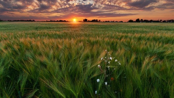 Летнее поле