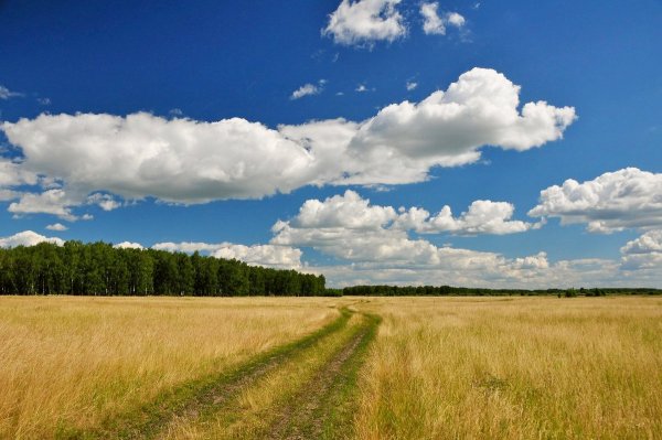 Поле простор