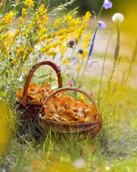 Доброе августовское утро