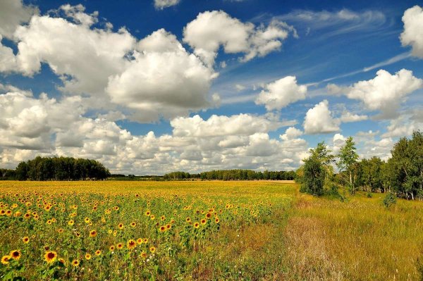 Поле с речкой