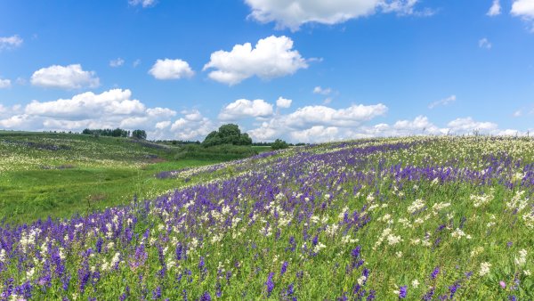 Север Гансовский тропинка в поле