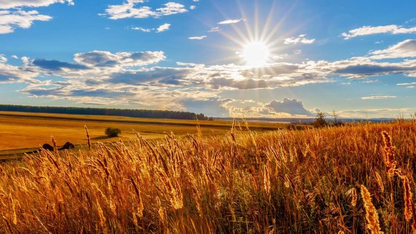 Желтеющая Нива