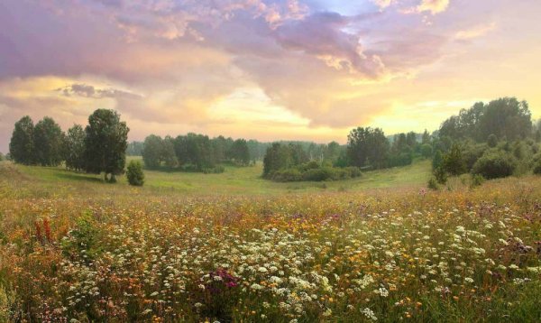Ромашковое поле в деревне