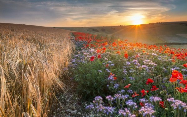 Русское поле с дорогой