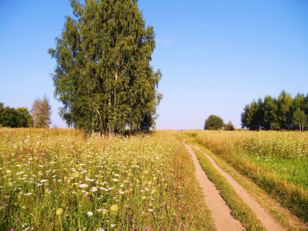 Береза в поле