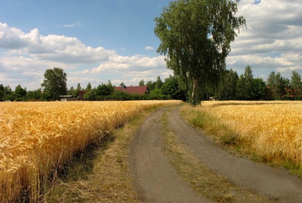 Цветущее поле