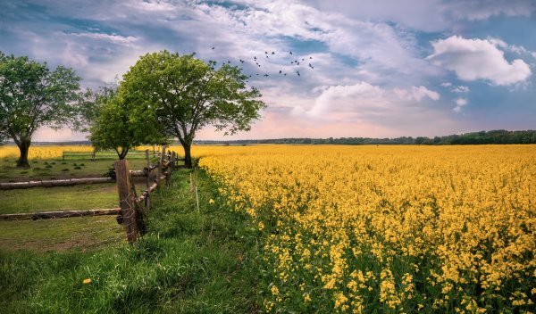 Поле с колосьями