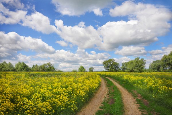 Пшеничное поле Вангол