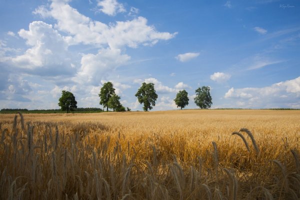 Беларусь поля