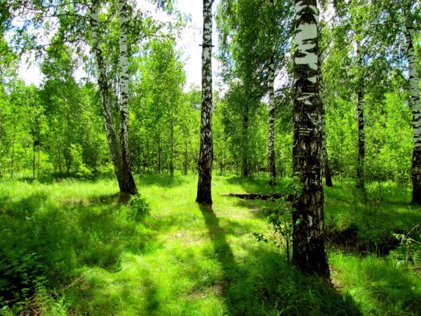 Пейзаж Сержпинский Сергей