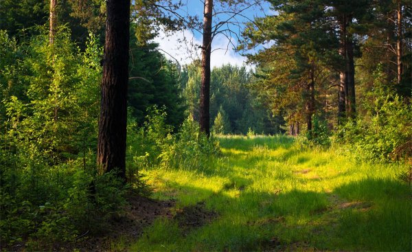 Лесной пейзаж