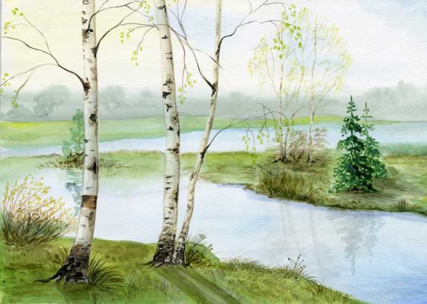 Береза рисунок