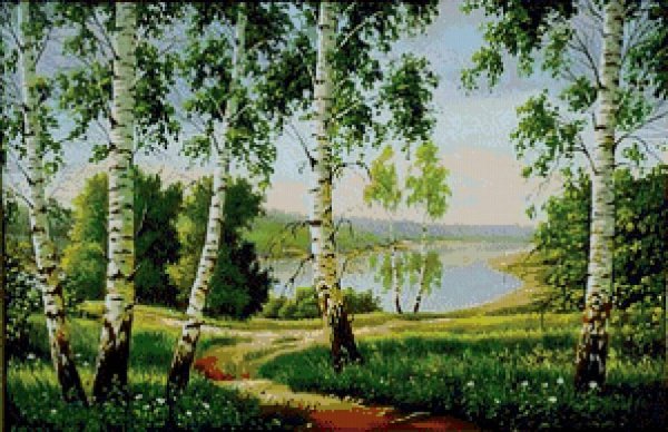 Береза рисунок