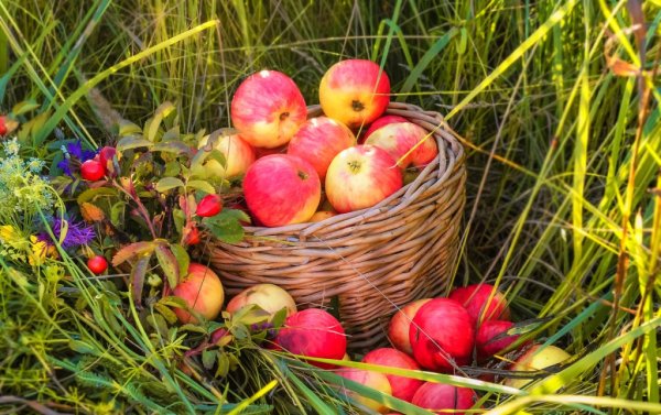 Август природа