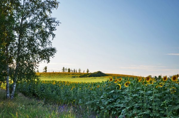 Алтайский край август природа