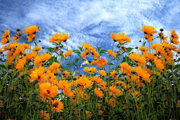 Полевые цветы в августе