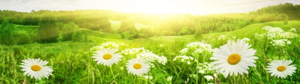 Фартук для кухни «ромашки»