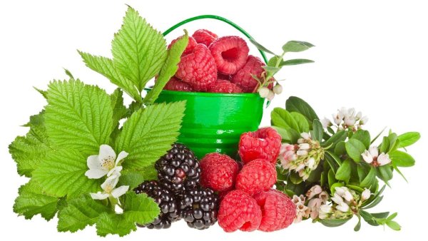 Лесные ягоды на белом